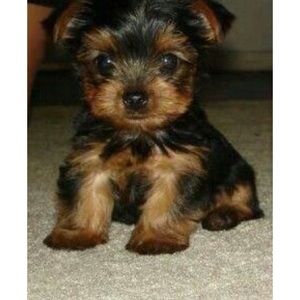 Meet your Posher, Marina